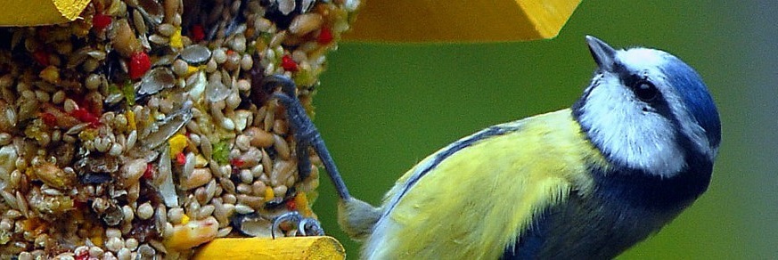 Un oiseau qui se nourrit