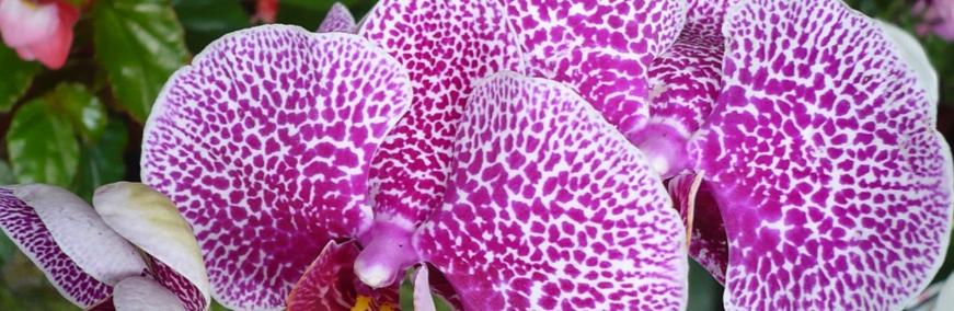 Quelles astuces pour entretenir une orchidée phalaenopsis ?