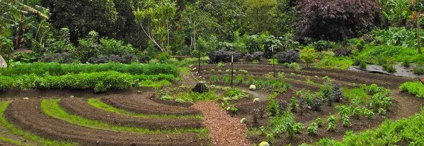 Potager en permaculture