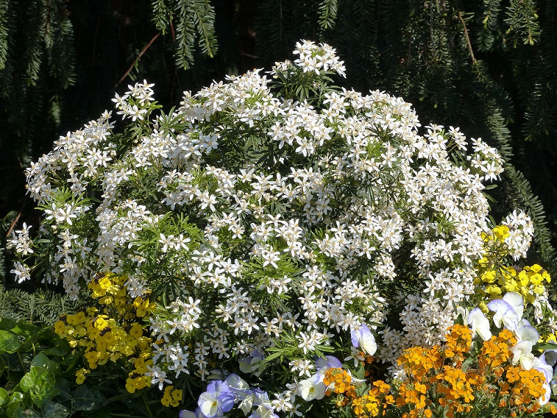 Choisya White Dazzler