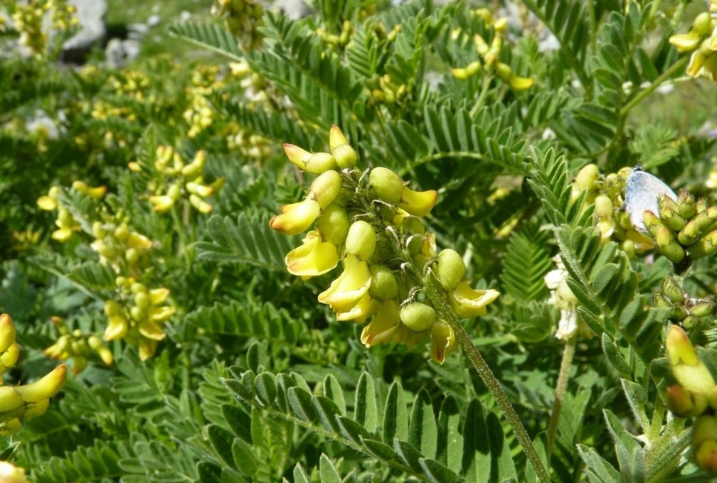 Plante médicinale Astragale