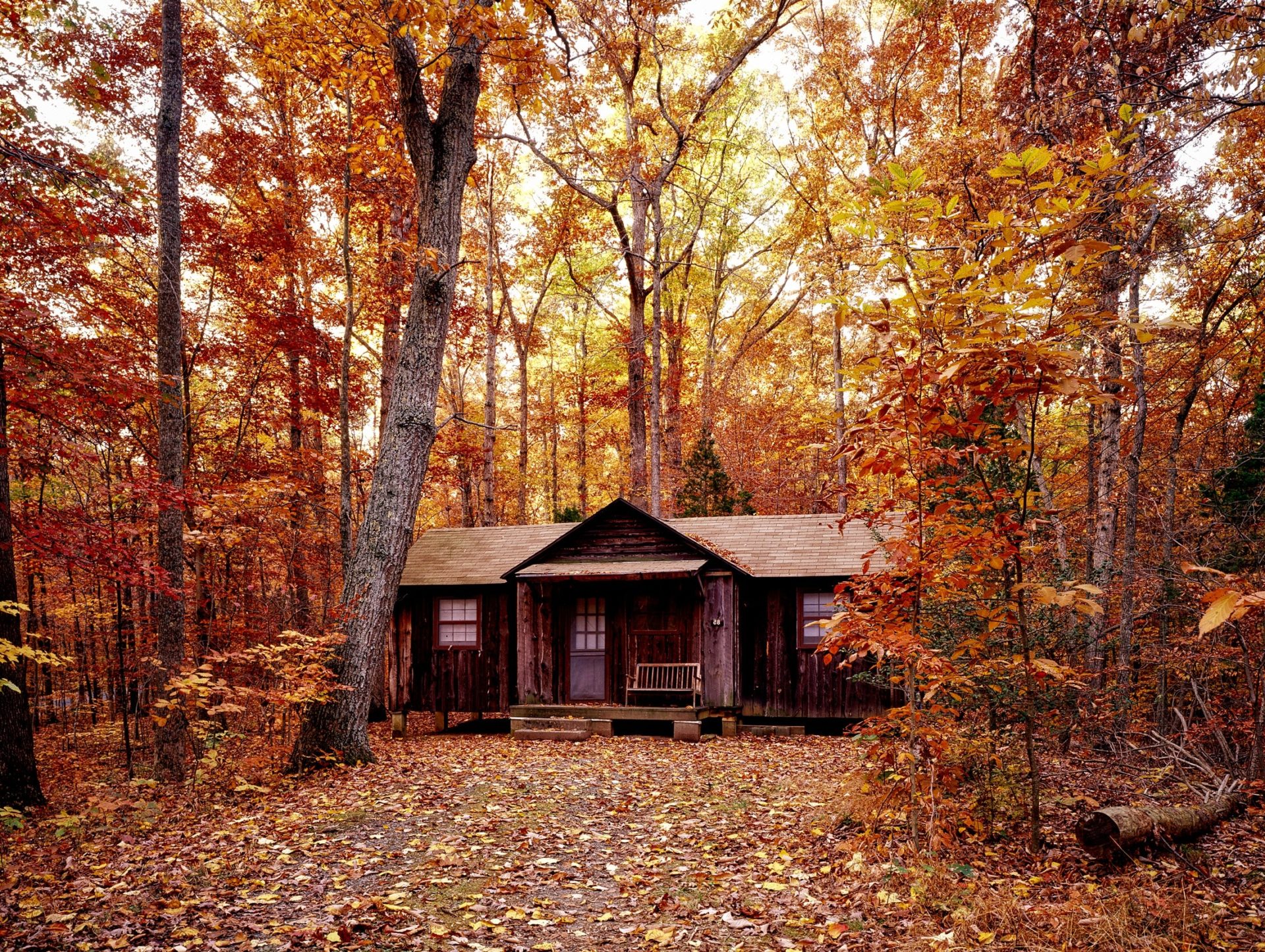 cabane dans les bois