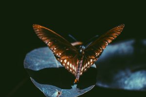 papillon de nuit
