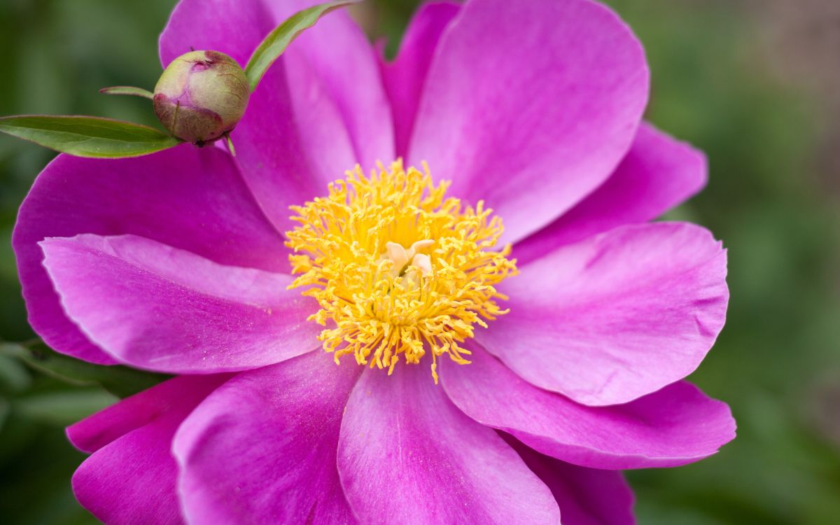 Paeonia Lactiflora
