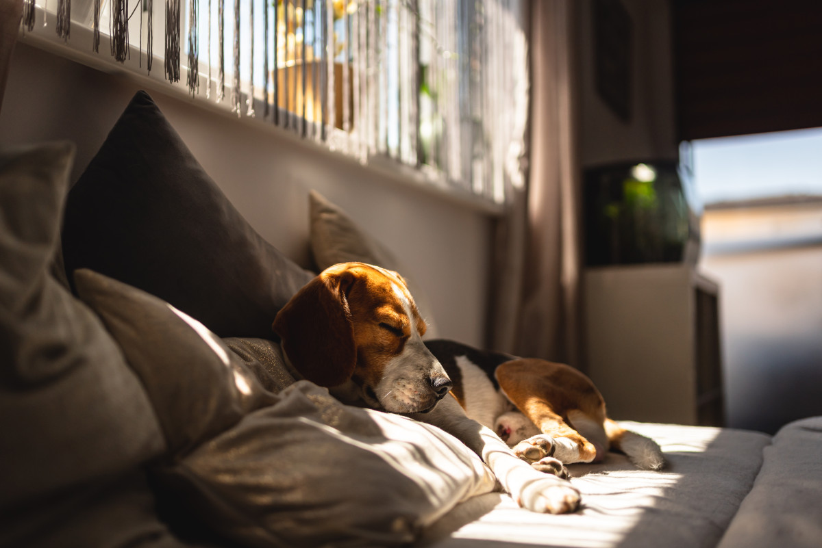 Chien Beagle allongé sur un canapé reposant pendant la vague de chaleur estivale.