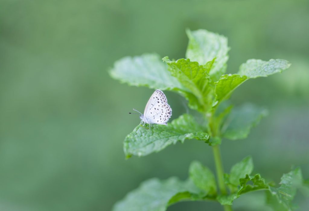 Papillon feuilles menthe