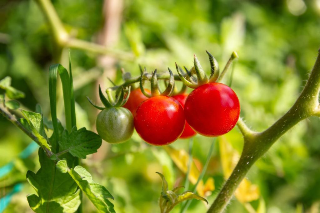 Tomates dans le jardin