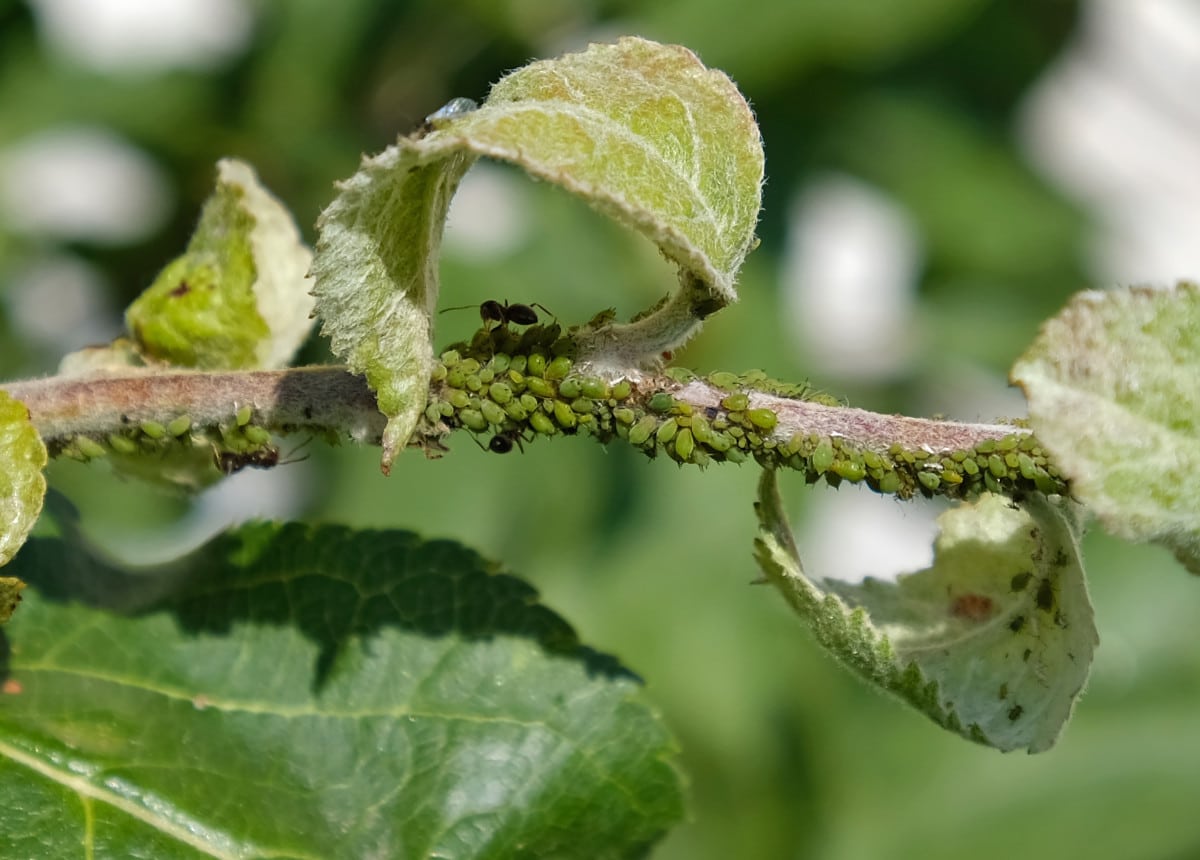 Gros plan d'une colonie de pucerons