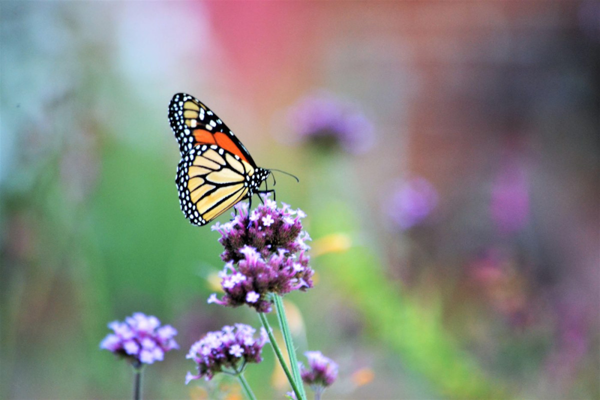 Comment attirer papillons jardin
