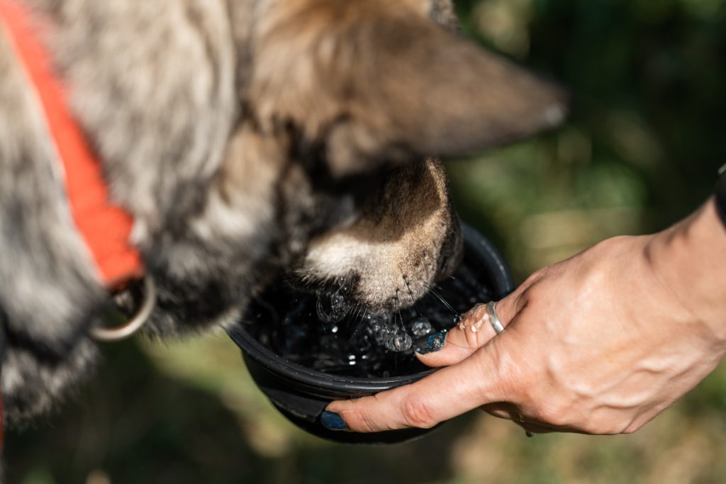 Main humaine tenant un bol avec de l'eau et buvant pour chien.