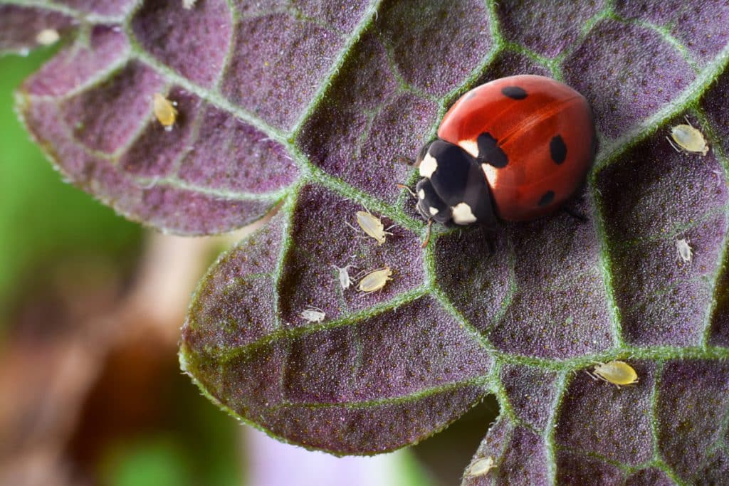 coccinelle rouge et pucerons sur une feuille 