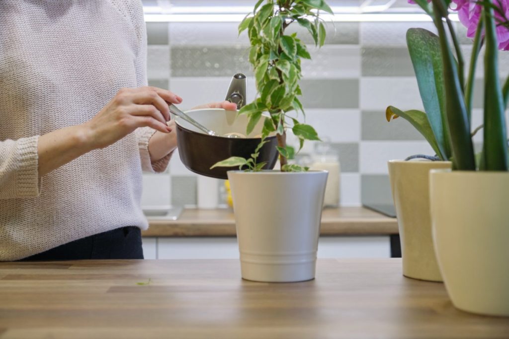 Femme qui utilise l'eau de cuisson des légumes pour arroser ses plantes