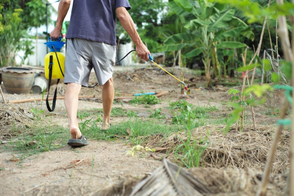 Homme qui pulvérise du désherbant dans son jardin