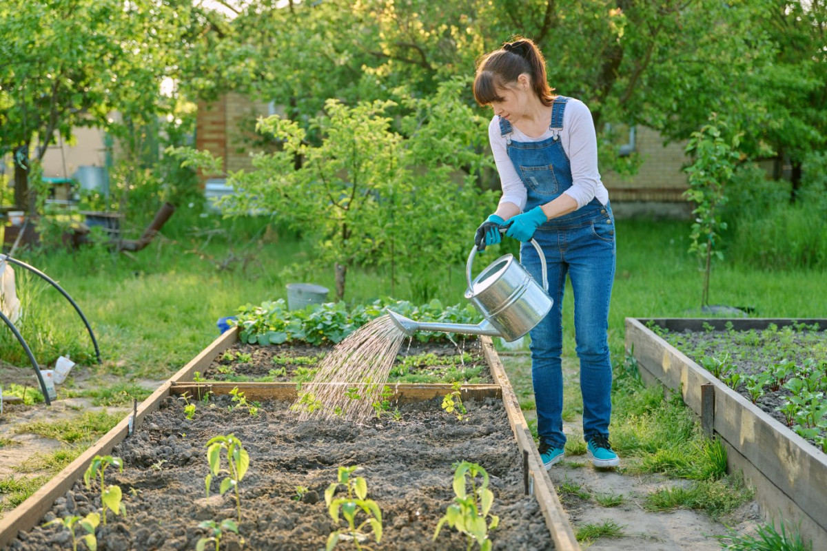 Femme arrosant son potager avec un engrais maison