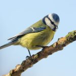 Apprenez à connaître les compagnons à plumes les plus communs de nos jardins et offrez-leur un nid douillet ! Mésange bleue jardin