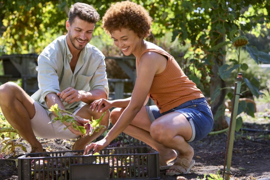 Vente fruits et légumes du potager particulier