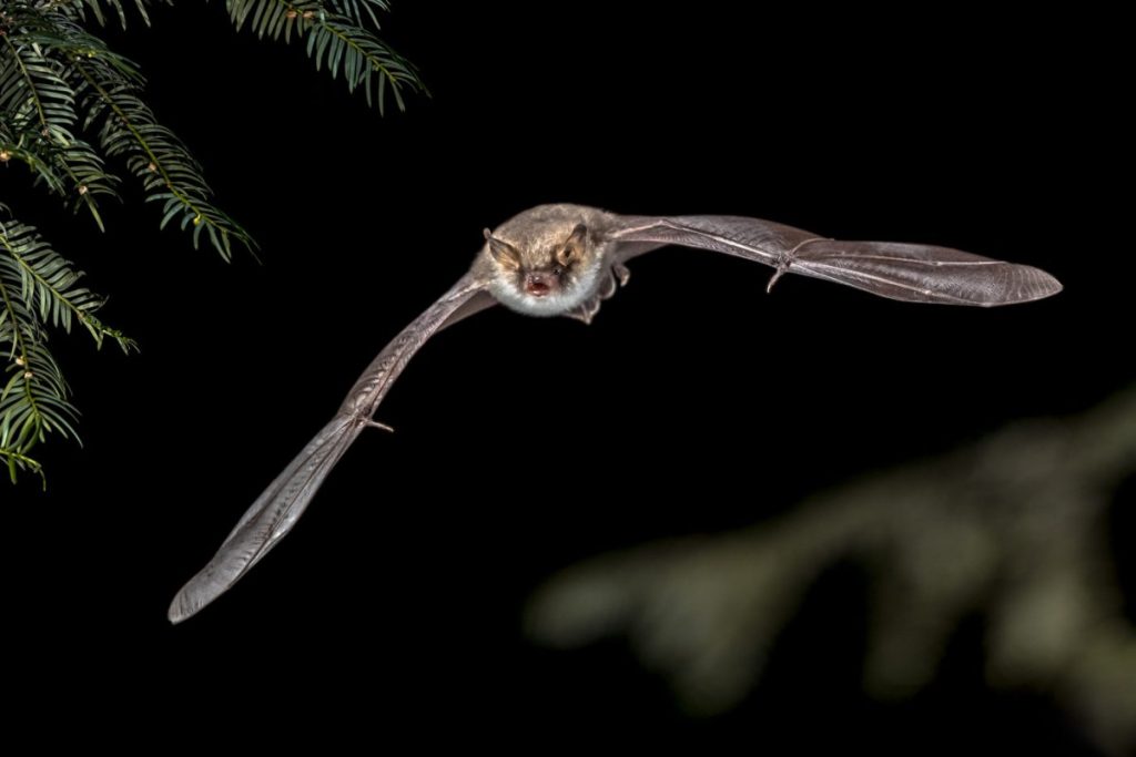 chauves-souris