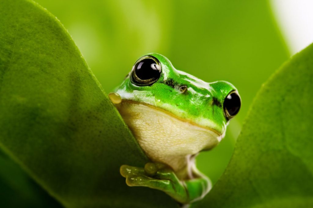 Grenouille jardin