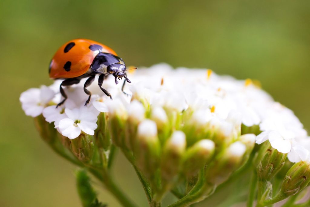 Coccinnelle 