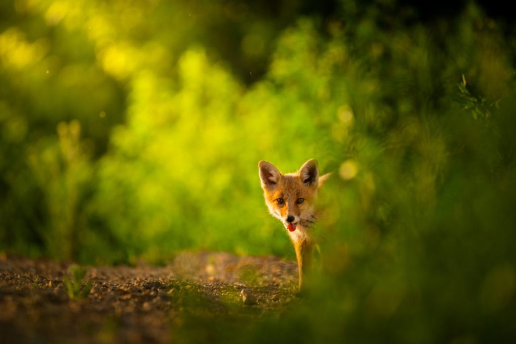 Renard