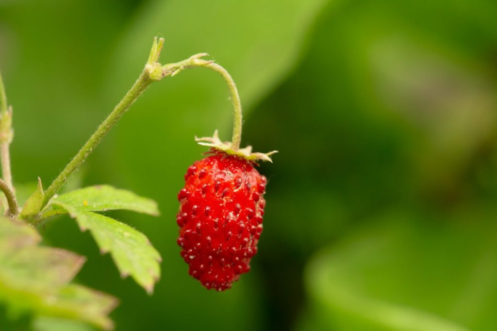 Fraises des bois fruits insolites