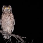 Créatures nocturnes jardin
