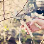 pruning-fruit-trees-2021-08-26-18-49-50-utc