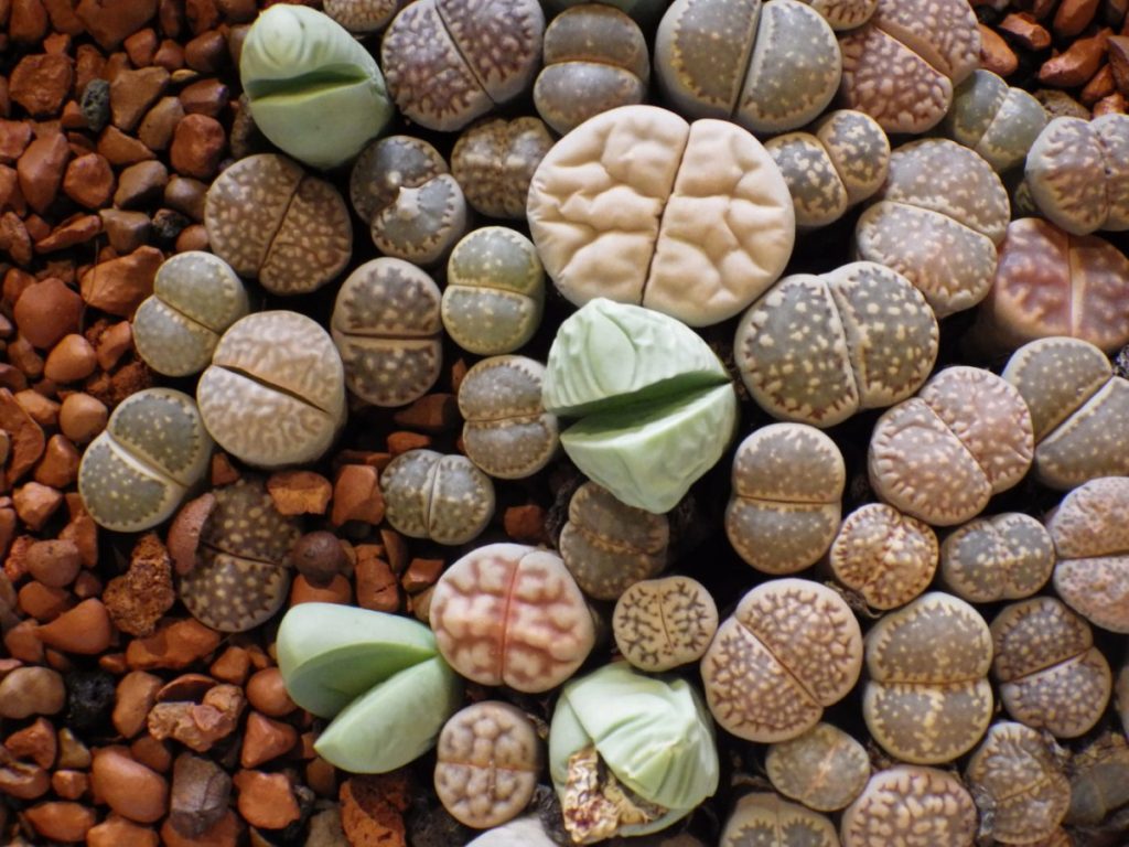 Lithops