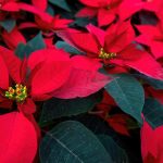 an-arrangement-of-beautiful-poinsettias-red-poin-2023-11-27-05-19-27-utc