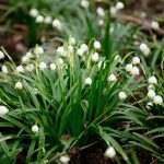 beautiful-meadow-of-snowdrops-in-a-forest-in-march-2023-11-27-05-24-37-utc