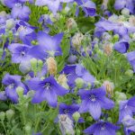 beautiful-view-of-blue-platycodon-grandiflorus-bel-2023-11-27-04-57-40-utc