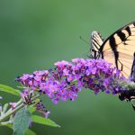 Plantes envahissantes interdites france