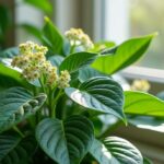 découvrez comment favoriser la floraison de votre fleur de pilea en intérieur grâce à nos conseils d'entretien simples et efficaces.