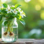 apprenez à bouturer du chèvrefeuille dans l'eau grâce à une méthode simple et efficace pour réussir vos plantations facilement.