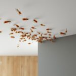 découvrez comment identifier les larves de mites au plafond et les méthodes efficaces pour les éliminer rapidement et prévenir leur retour.