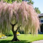 découvrez la distance idéale à respecter pour planter un saule crevette près de votre maison afin d'assurer une croissance optimale et éviter tout désagrément.