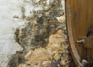 Mérule dans la cave : comment détecter une infestation à temps ?