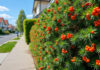 Haie de pyracantha interdite : réglementation et conseils 2025 découvrez la réglementation 2025 sur la haie de pyracantha interdite et nos conseils pratiques pour bien l'entretenir et éviter les problèmes juridiques.